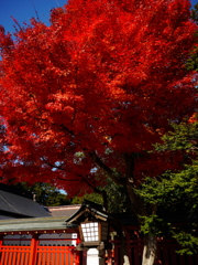 鹽竈神社秋景