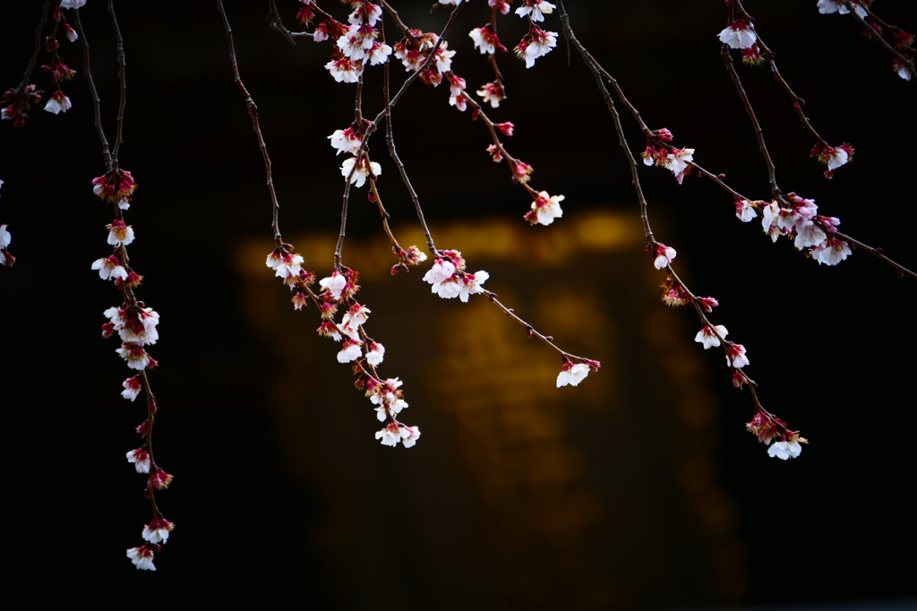 竹駒神社の四季桜