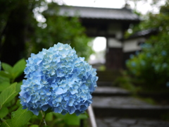 資福寺の紫陽花2019