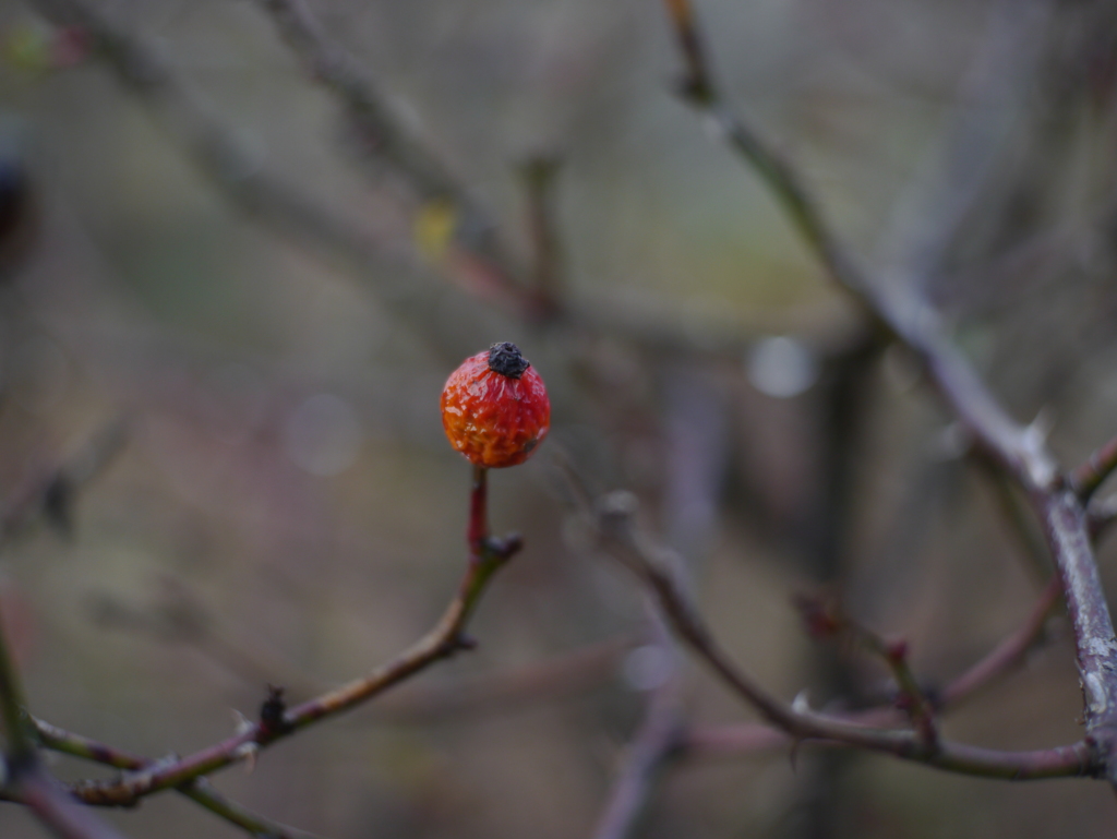 初冬の草花Ⅶ