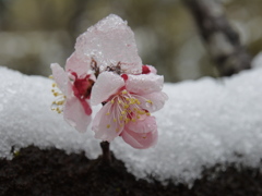 雪梅