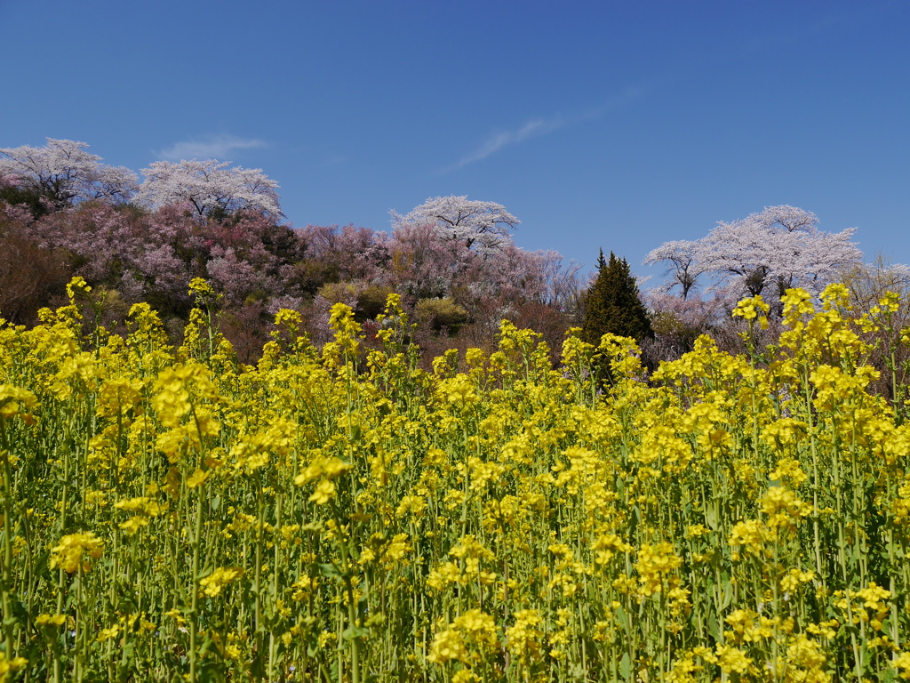 花見山公園2018