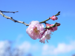 農業園芸センターの梅2019Ⅲ