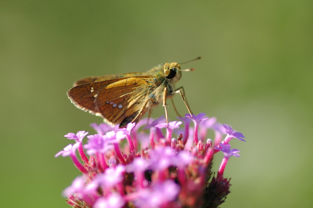 ガーデンのセセリ