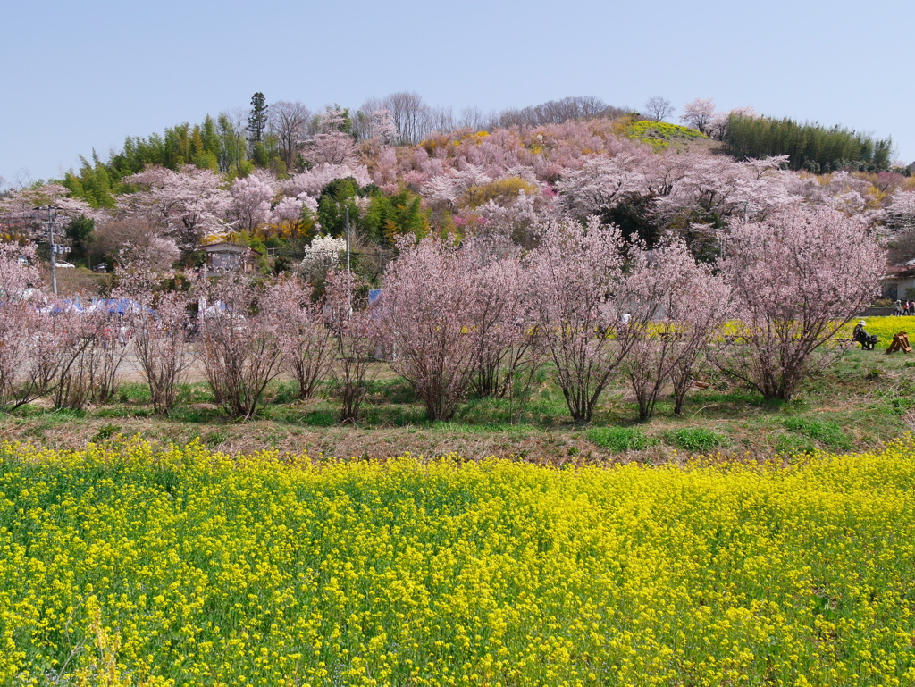 花見山公園2022