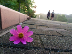朝の散歩道