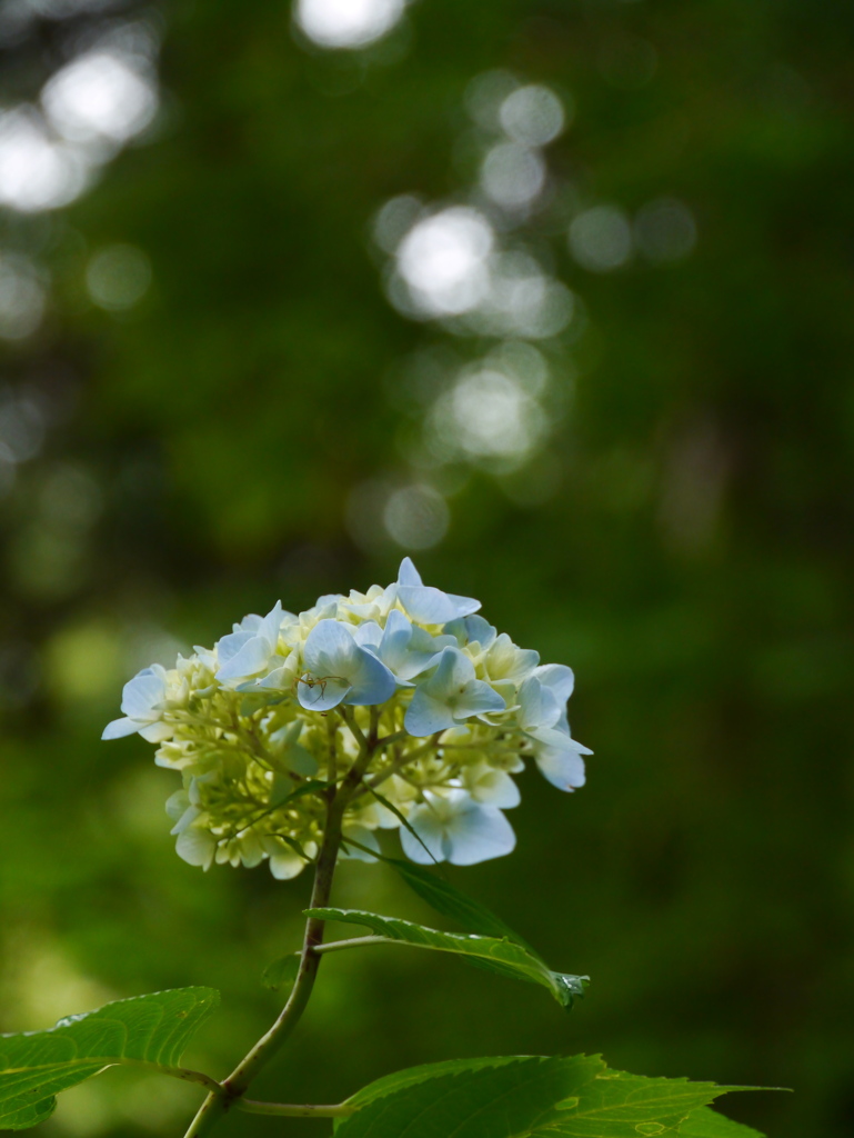 出塩文殊堂の紫陽花Ⅱ