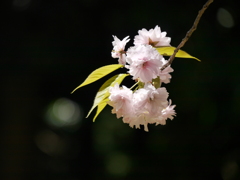 鹽竈神社の鹽竈桜2021Ⅸ