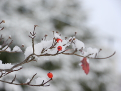 雪花水木