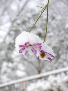 雪秋桜Ⅲ