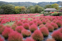 公園のコキア