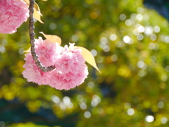 公園の八重桜Ⅱ