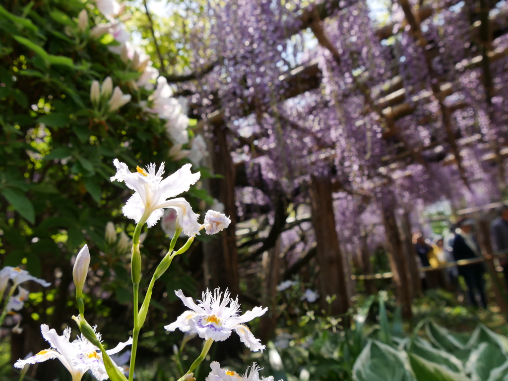 子平町の藤2019Ⅲ