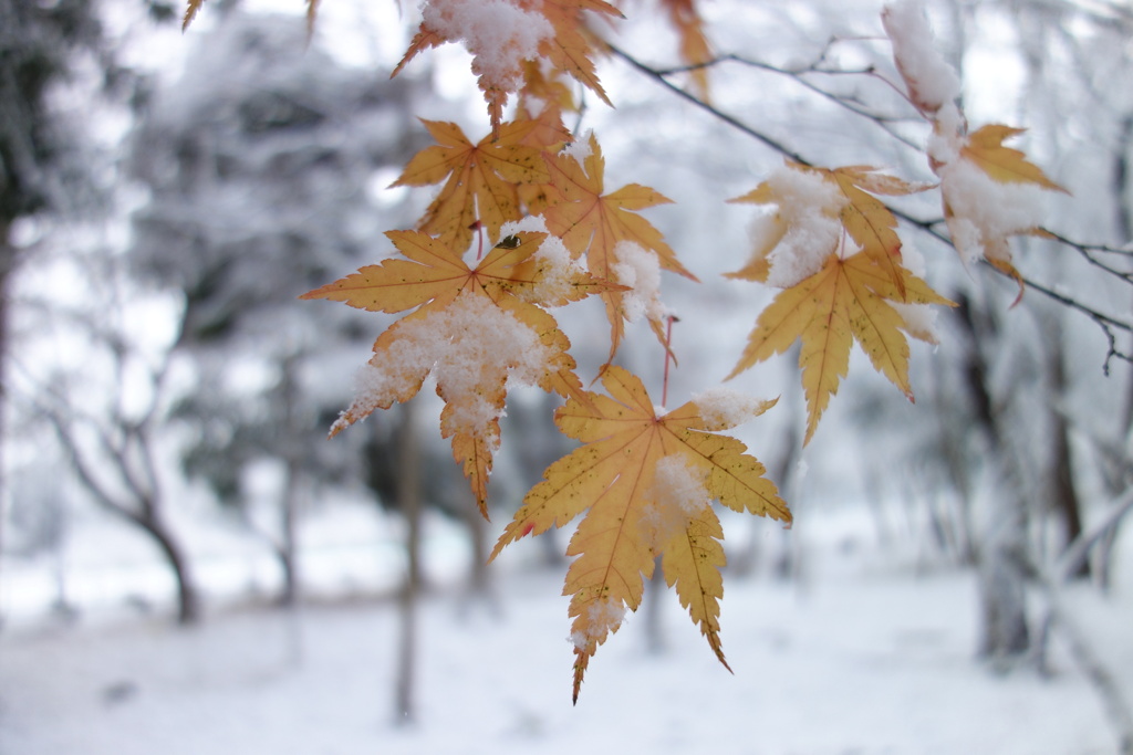 雪の朝