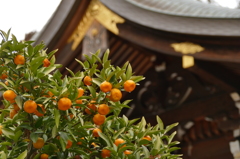 竹駒神社の橘