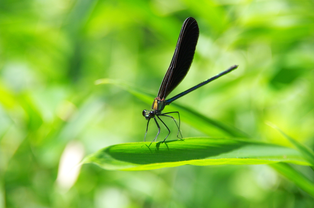 昭和万葉の森のトンボ