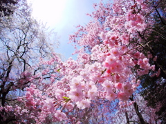 職場の枝垂桜Ⅱ