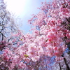 職場の枝垂桜Ⅱ