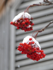 雪の小樽Ⅲ