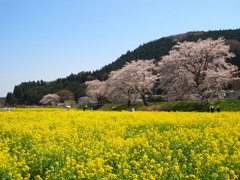 河川敷の菜の花畑Ⅱ