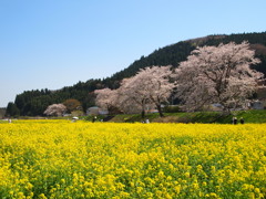 河川敷の菜の花畑Ⅱ