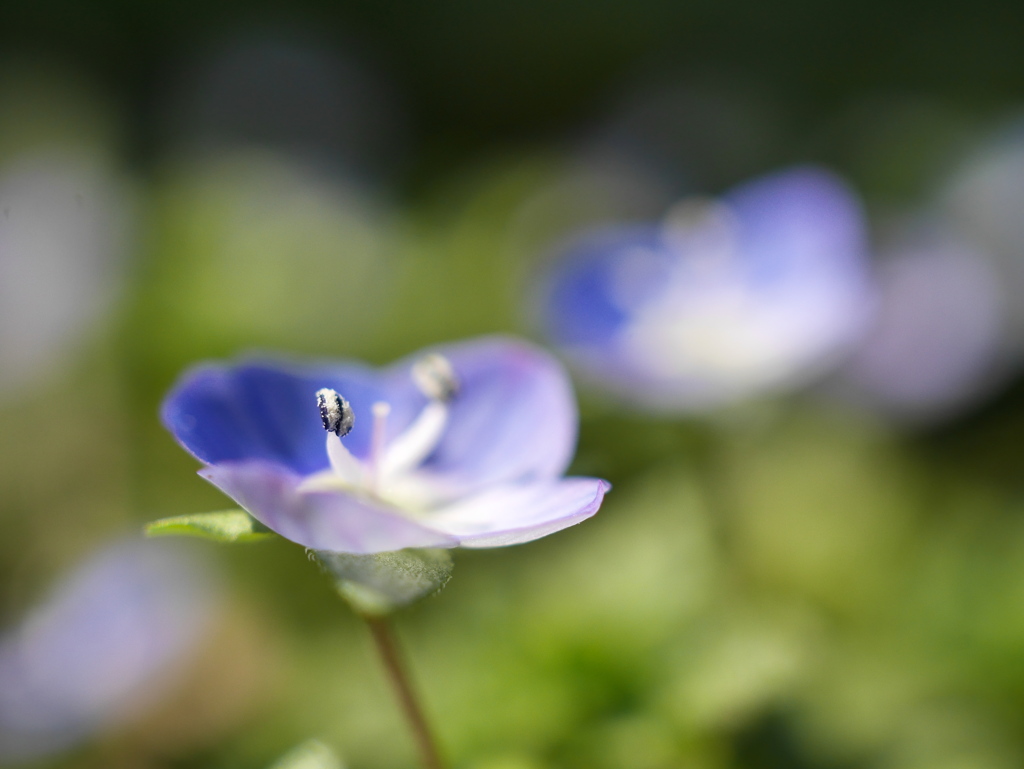 野草園のオオイヌノフグリⅡ