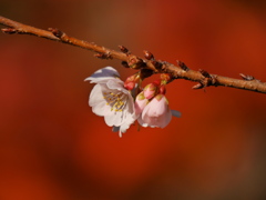 鹽竈神社の四季桜