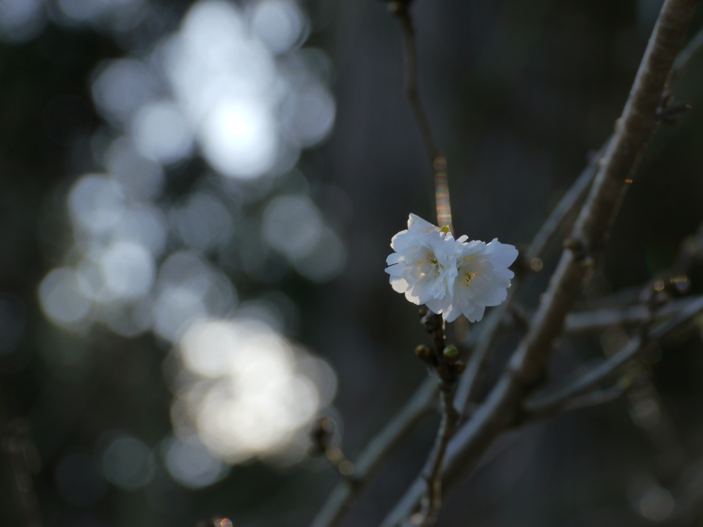 鹽竈神社の子福桜