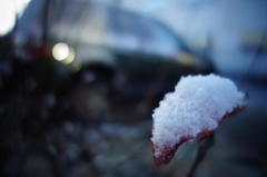 初雪の朝