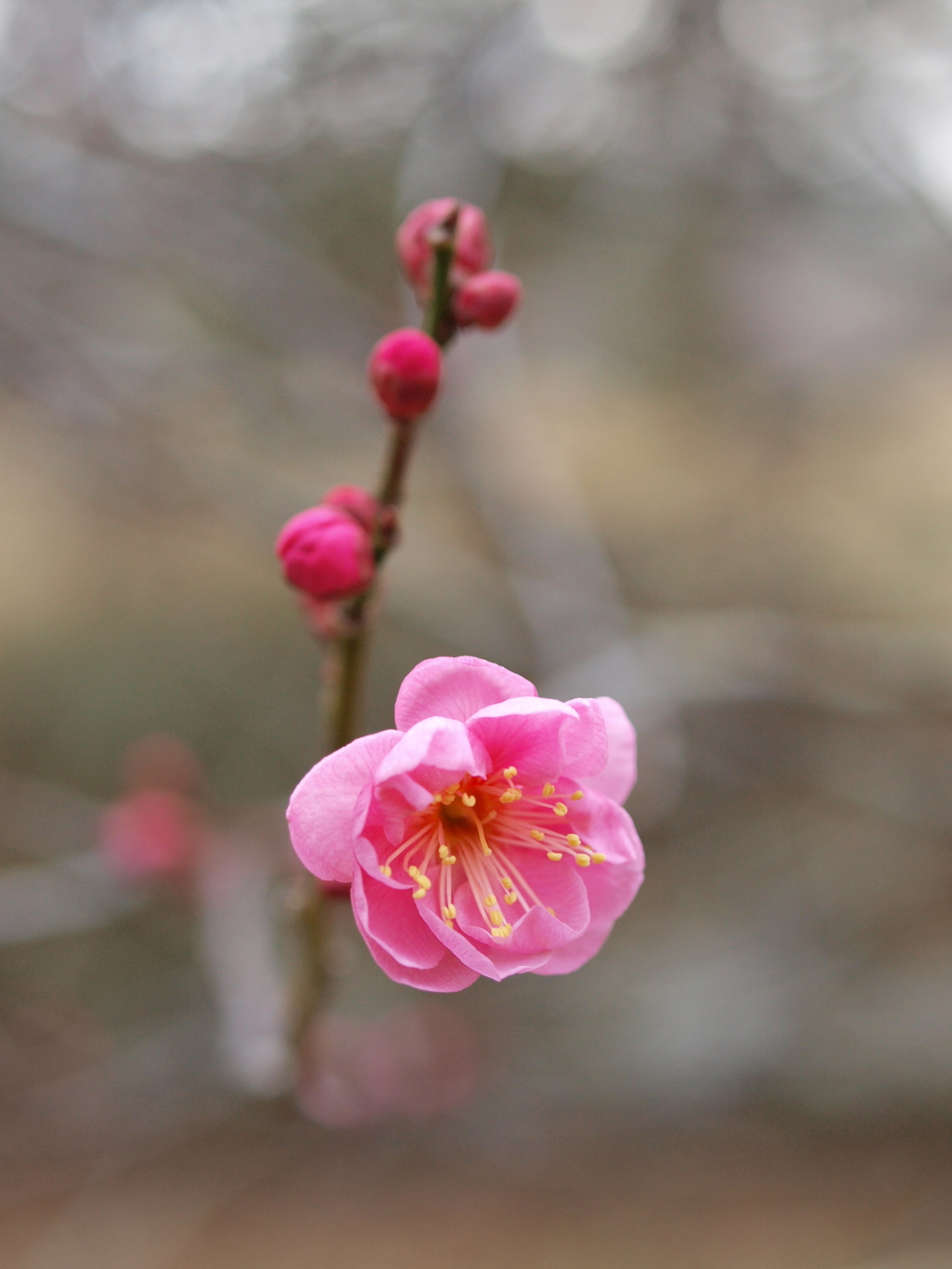 河原の紅梅2019Ⅲ