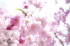 職場の枝垂桜