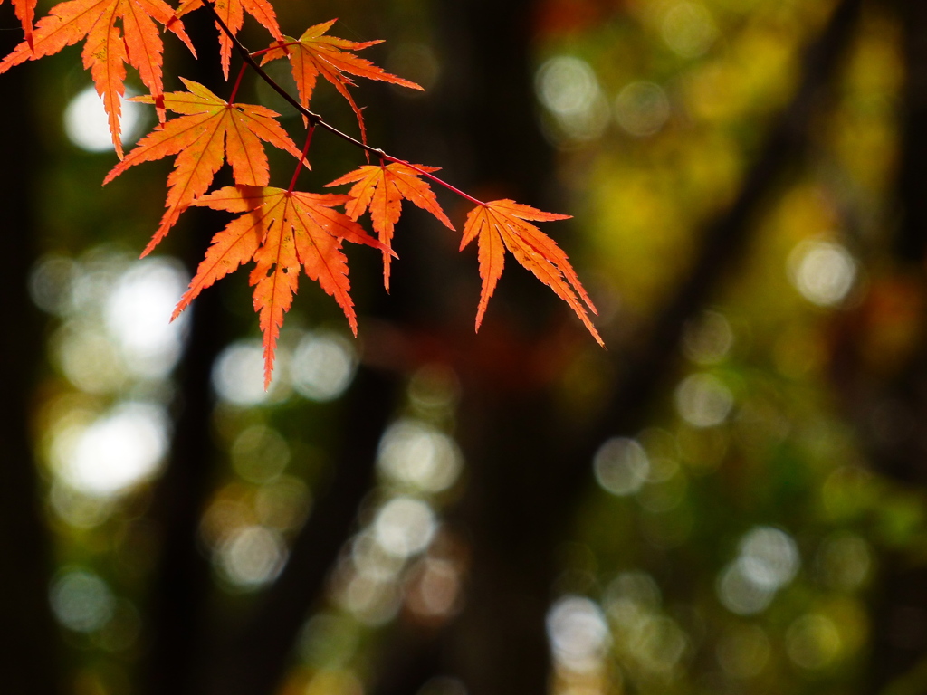 里山の秋
