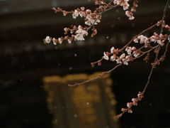 竹駒神社の四季桜2017