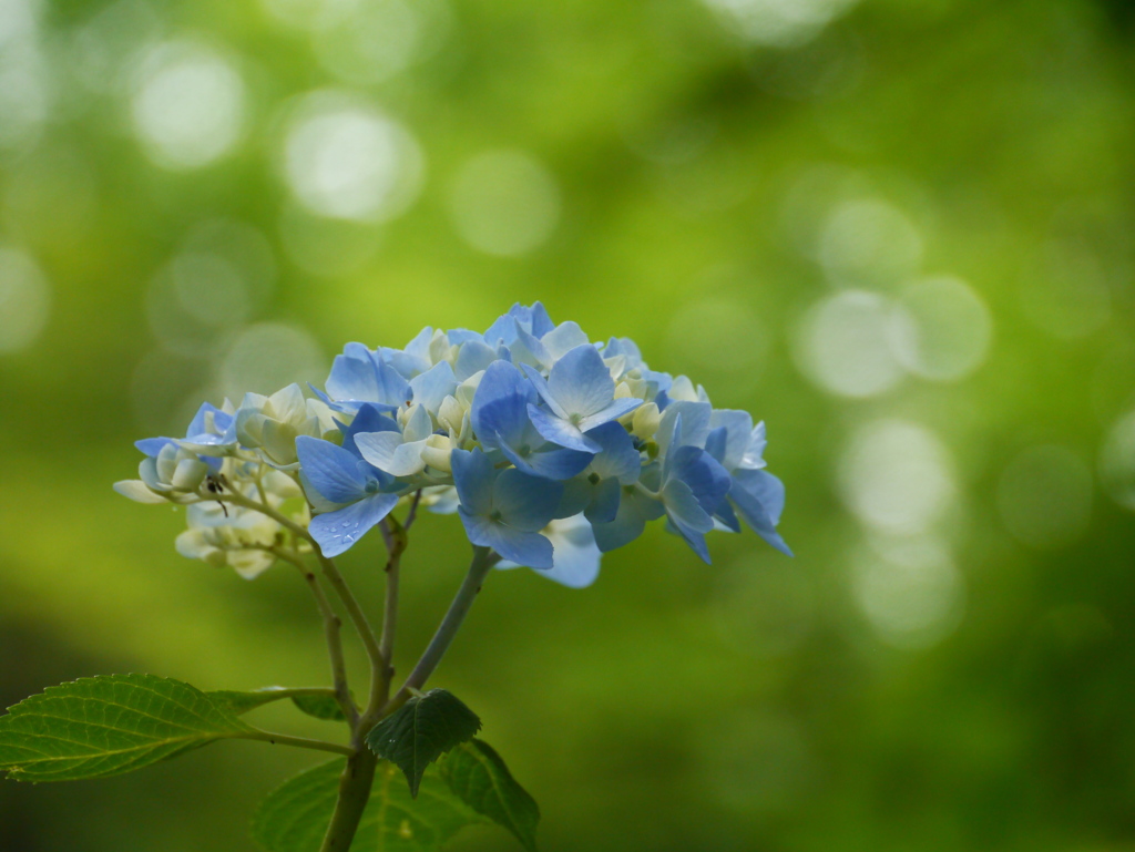 出塩文殊堂の紫陽花Ⅴ