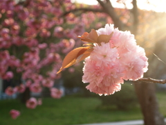 職場の八重桜
