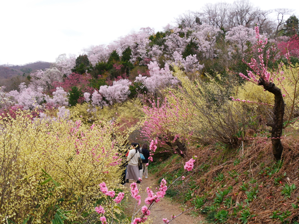 花見山公園2024Ⅷ