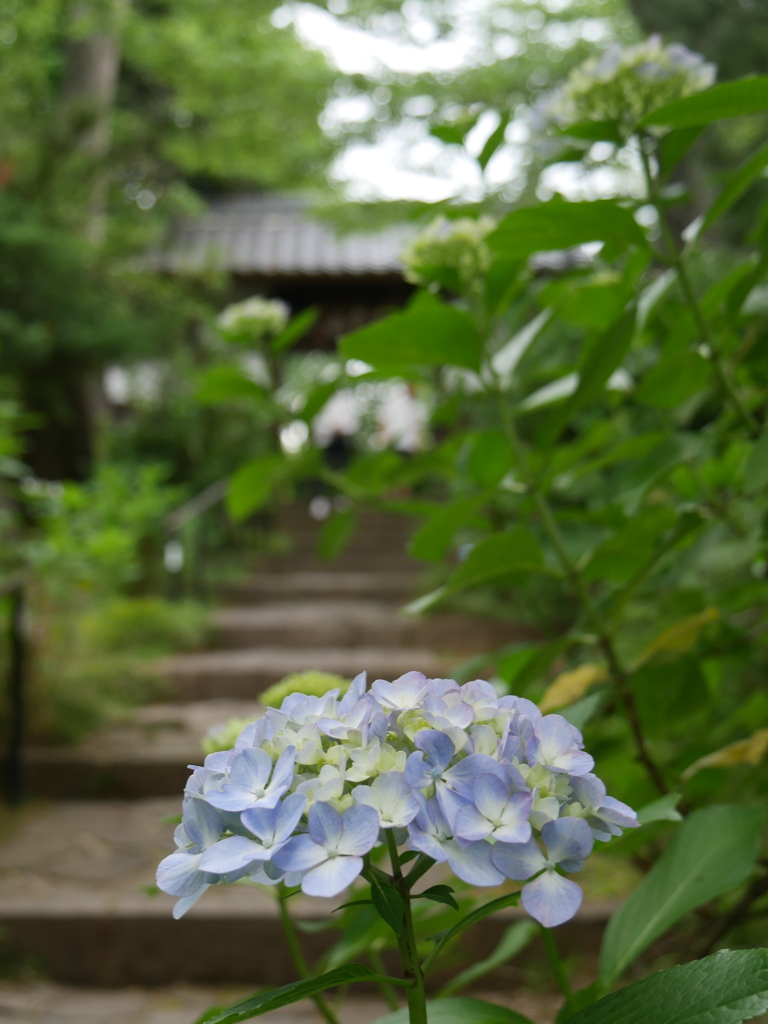 資福寺の紫陽花2025Ⅶ