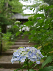 資福寺の紫陽花2025Ⅶ