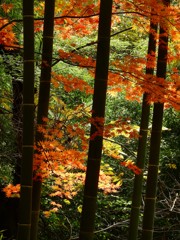 鹽竈神社の秋2015Ⅶ