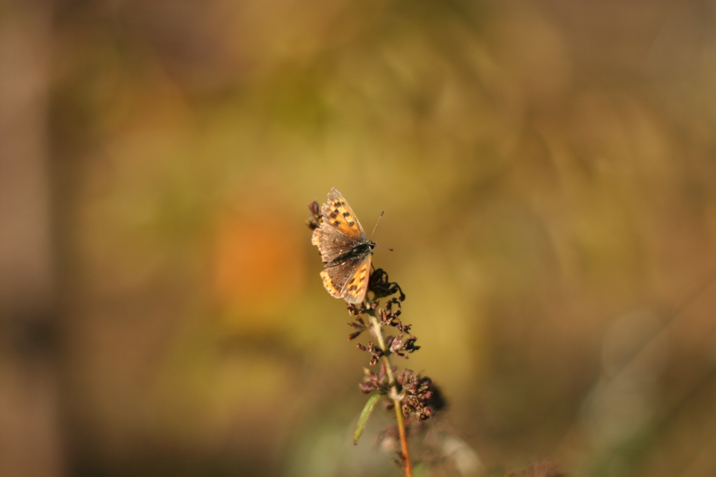 秋のベニシジミⅡ