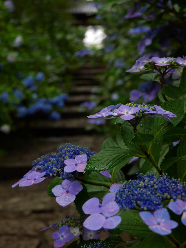 資福寺の紫陽花2014