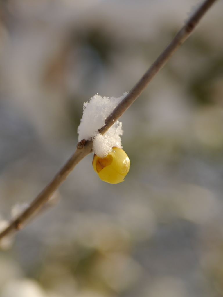 雪の朝