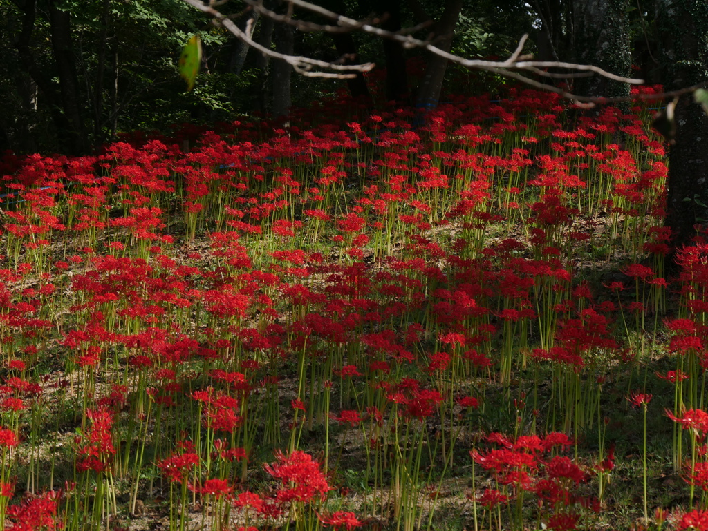 船岡城址公園の彼岸花Ⅴ