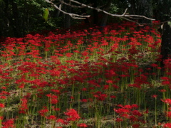 船岡城址公園の彼岸花Ⅴ