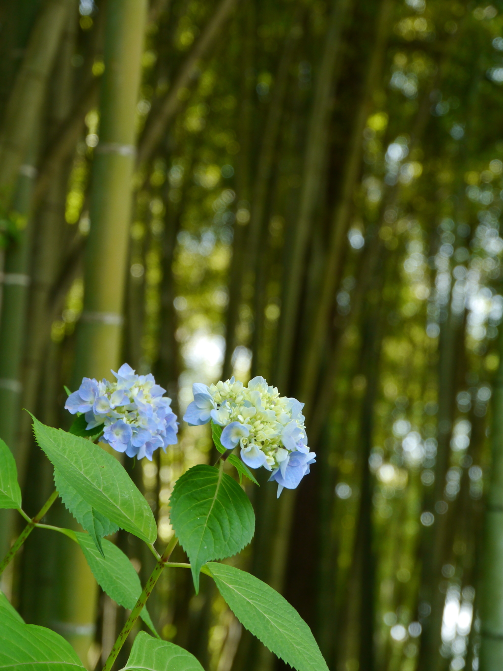 東沢バラ公園の紫陽花