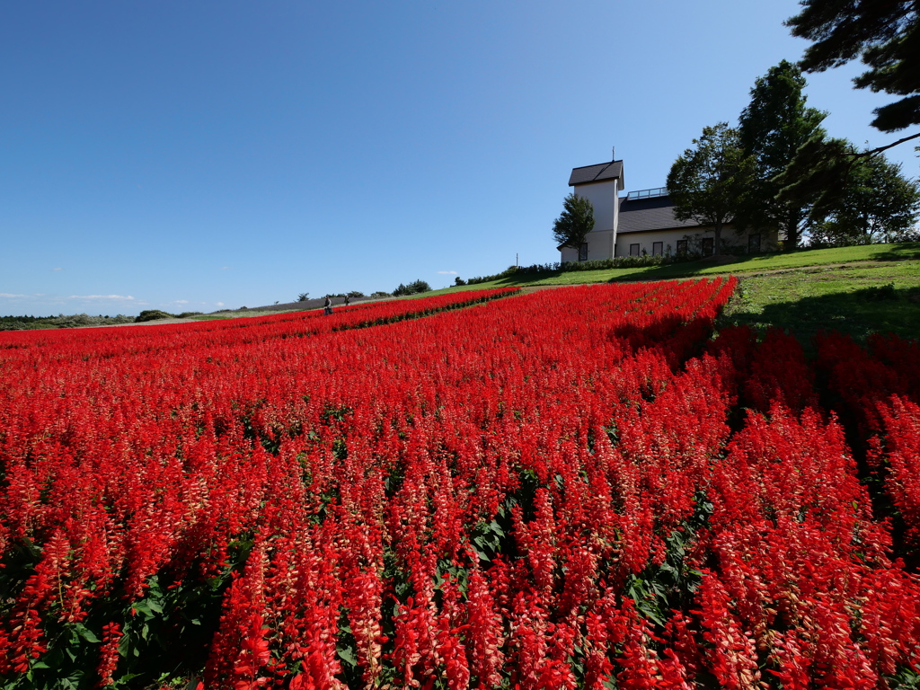 やくらいガーデン2019Ⅸ