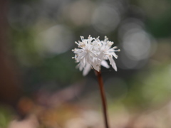 野草園のセリバオウレン