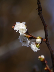 鹽竈神社の子福桜2025