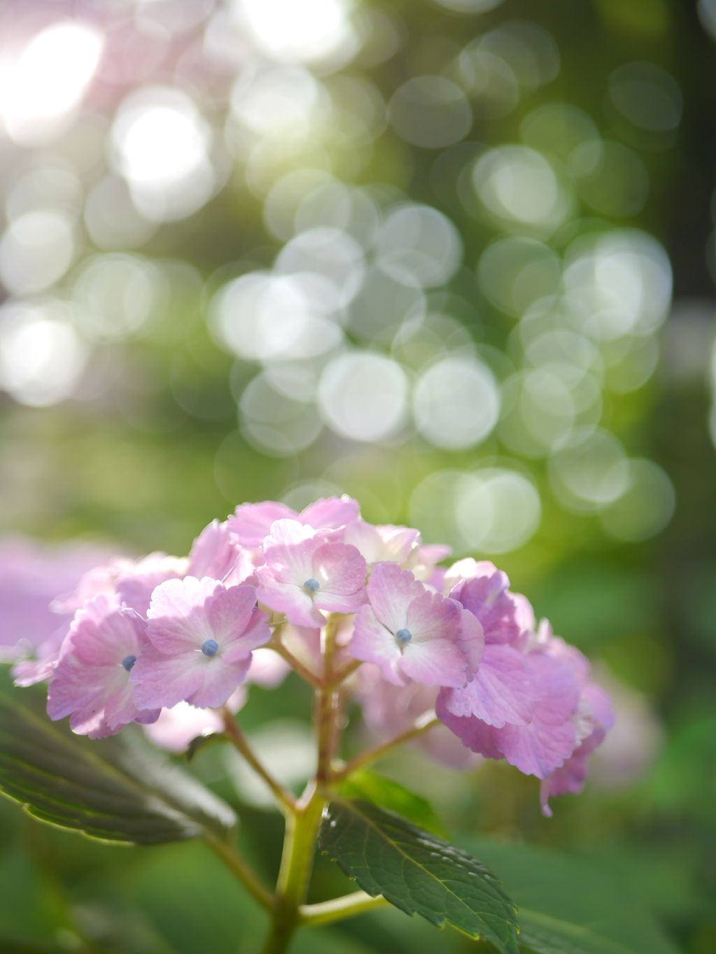 資福寺の紫陽花2018Ⅸ