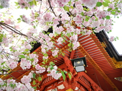 鹽竈神社の鹽竈桜2025